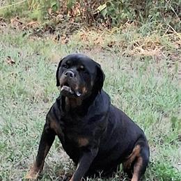 AKC Registered Rottweiler Puppies Available Soon in Eastman, ga