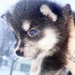 Micro and Mini Pomsky Puppies Available in Royal Oak, mi