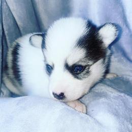 Micro Pomsky Puppies Available for Adoption in Royal Oak, mi