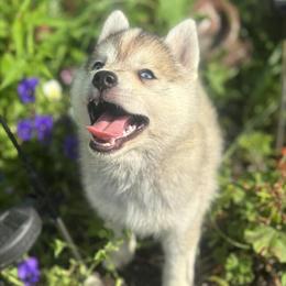 Pomsky Puppy Available - Born May 23, 2025 in Royal Oak, mi