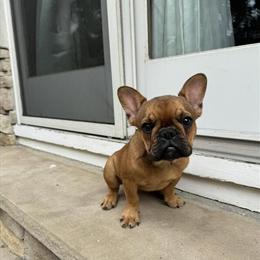 French Bulldog Puppies Available in Morganville, nj