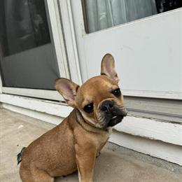Quality AKC Registered French Bulldog for Sale in Morganville, nj
