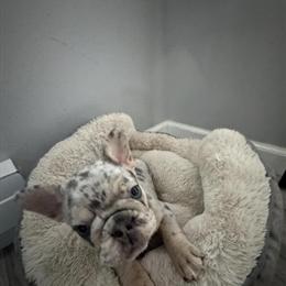 AKC Merle French Bulldog Puppies Available in Morganville, nj