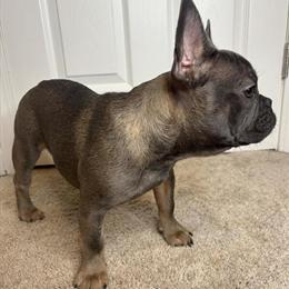 Female French Bulldog Puppy Available in Royston, ga