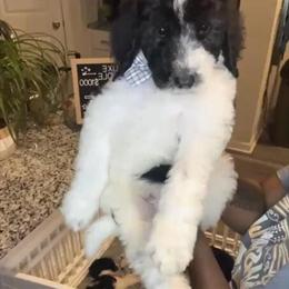 Standard Poodles for Sale in Charlotte, NC - Only 2 Males Left in Charlotte, nc