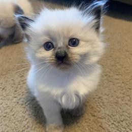 Himalayan Kittens Available in Albany, ny