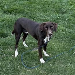German Shorthaired Pointer Looking for Active Home in Columbus, oh