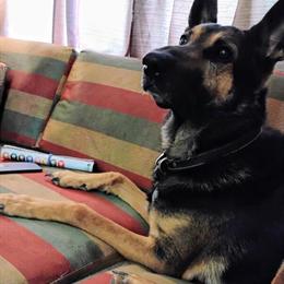 German Shepherd Puppies Coming Soon for Adoption in Rutherfordton, nc