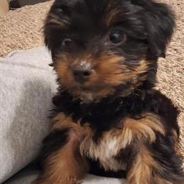 Toy Yorkshire Terrier - 9 Weeks Old Male in Baton Rouge, la
