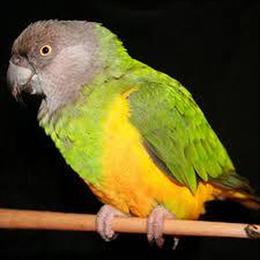 African Grey and Other Baby Birds for Sale in Gainesville, fl