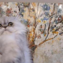 Shaded Silver Persian Kittens Available in Mount Laurel, nj