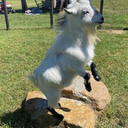 Nigerian Dwarf Goat Jerry Looking for a New Home in Bedford, va
