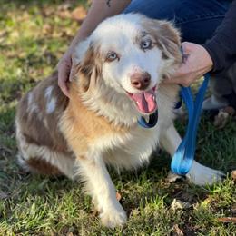 Miniature Australian Shepherd Stud Needed for Breeding in Bedford, va