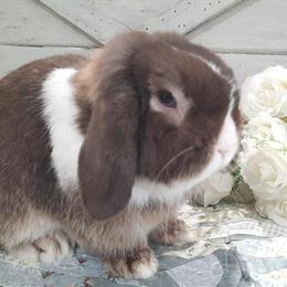 Holland Lop Rabbit Marlow Looking for a Loving Home in Bedford, va