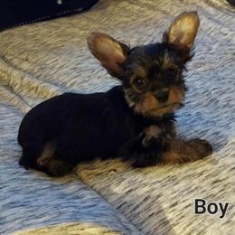Adorable Male Yorkshire Terrier Puppy Ready for a New Home in Manteno, il