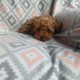 Toy Poodle Puppies Seeking Loving Homes in Staples, mn