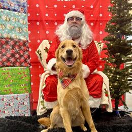 Golden Retriever Stud Available for One-Time Breeding in Clearwater, fl