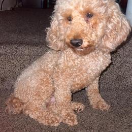 Male Miniature Golden Doodle for Adoption in Bloomfield Hills, mi