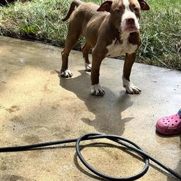 4 Month Old Female Dog Looking for a Loving Home in Columbus, oh