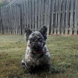 Fluffy Lilac Merle Female Dog in Atlanta, ga