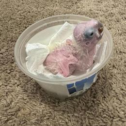 Umbrella Cockatoo Baby Ready Soon in Morrisville, nc