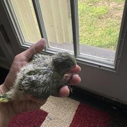 Green Quaker Parrot for Sale in Morrisville, nc