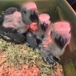 Congo African Grey Babies for Sale in Morrisville, nc