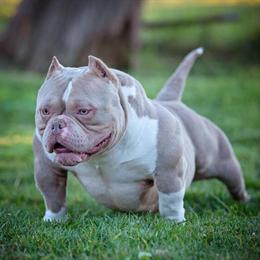 American Bully Stud Service Available in Sacramento, ca
