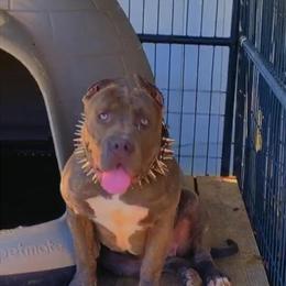 Bully Puppies for Sale in Columbia, sc