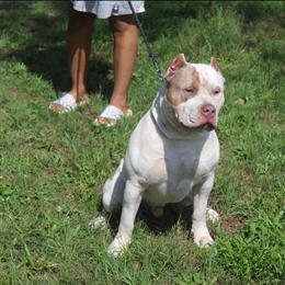 Bully puppy available in Columbia, sc