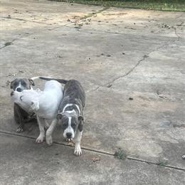 Male Puppies for Sale in Columbia, sc