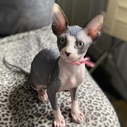 Sphynx kitten Leela ready for her forever home in Springfield, mo