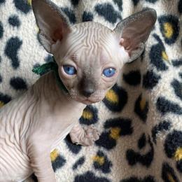 Sphynx Kitten Virginia - Seal Point, Ready Soon in Springfield, mo