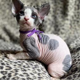 Sphynx Kitten - Adorable Black and White Girl in Springfield, mo