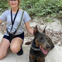 Stud Service for Full European Doberman Males in Ocala, fl