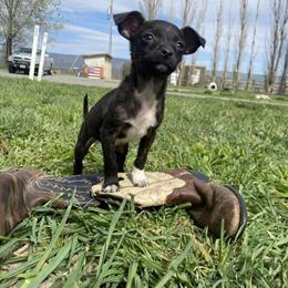 Chihuahuas Ready for New Homes in Wapato, wa