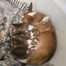 Corgis - Super sweet and lovable puppies available in Burlington, vt
