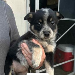 Blue Heeler Puppies Ready for New Homes in Burlington, vt