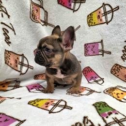 Male French Bulldog Puppy Available with Health Guarantee in Mocksville, nc