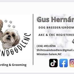 Shih Tzu Stud Available - AKC Registered Male in Winston-Salem, nc