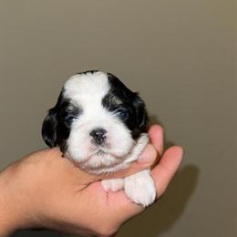 Shih Tzu Puppies Available - CKC Registered in Winston-Salem, nc