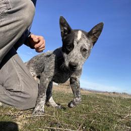 3 Month Male Australian Cattle Dog in Wapato, wa