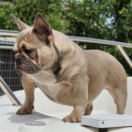French Bulldog Puppies Available in Naples, fl