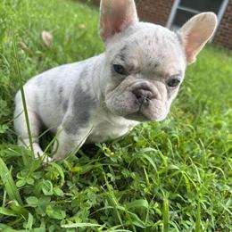 Female French Bulldog Merle Isabella Available in Pembroke, va