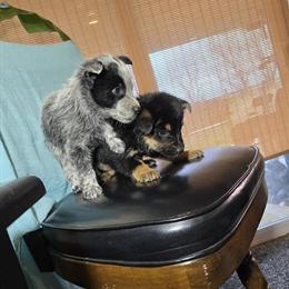 Australian Shepherd Puppies Available in Wapato, wa