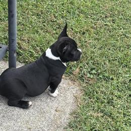 12 Weeks Old American Bully Puppies for Sale in Stockbridge, ga