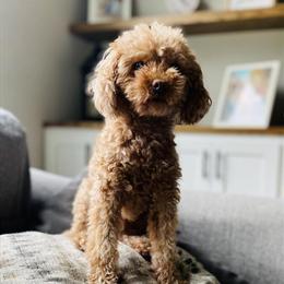 Toy Poodle Stud Services Available in Auburn, in