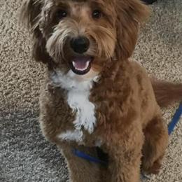 Goldendoodle Stud Services Available in Auburn, in