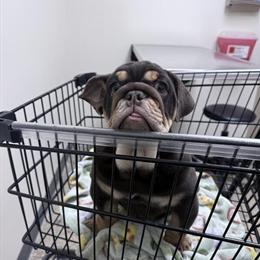 Female English Bulldog Available in Milwaukee, wi