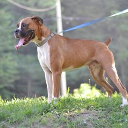 Proven Male Boxer Stud Services Available in Huntington, wv